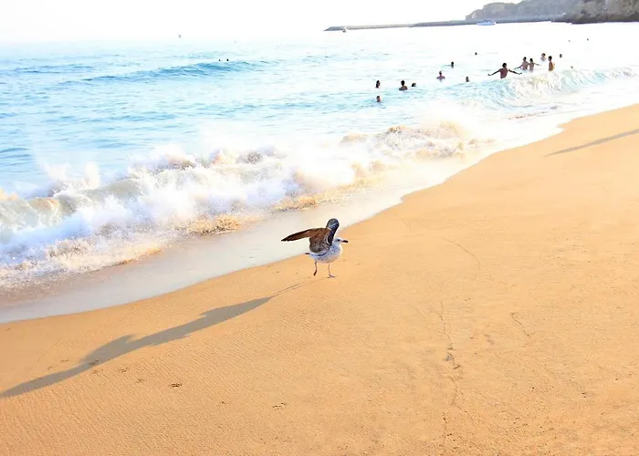 Natural Grey * アルブフェイラ